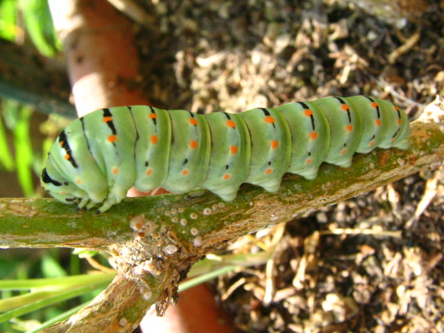 bruchi - Papilio machaon